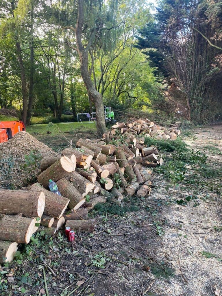 This is a photo of a wood area which is having multiple trees removed. The trees have been cut up into logs and are stacked in a row. Olney Tree Surgeons