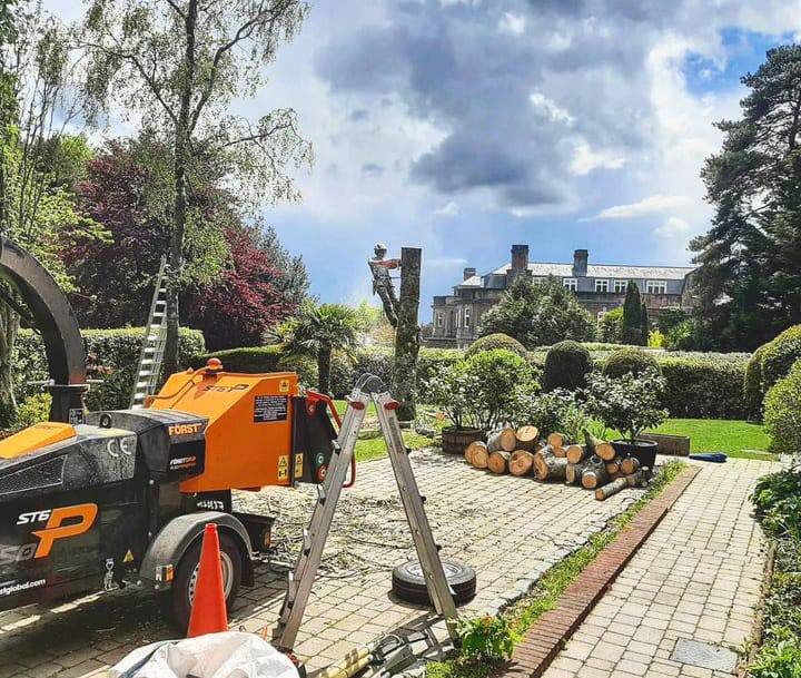 This is a photo of a tree being felled. A tree surgeon is currently removing the last section, the logs are stacked in a pile. Olney Tree Surgeons